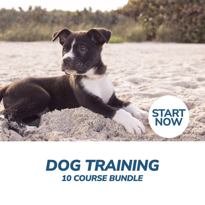 Ultimate Dog Training Online Bundle, 10 Certificate Courses