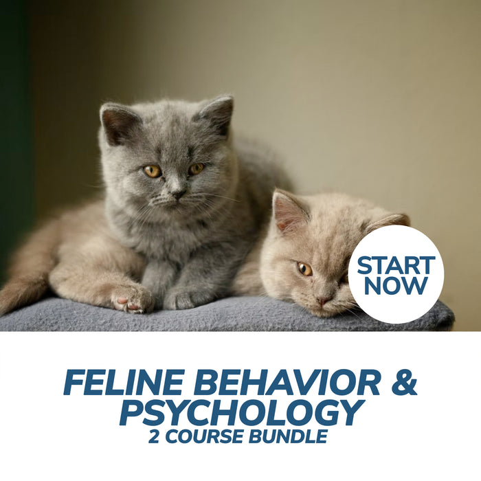 Feline Behavior and Psychology Online Bundle, 2 Certificate Courses