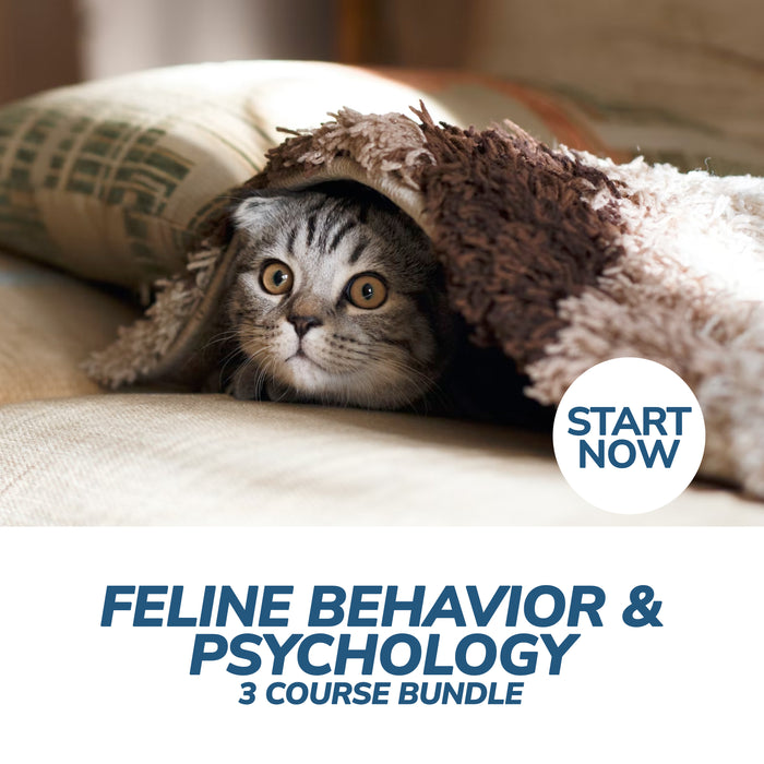 Feline Behavior and Psychology Online Bundle, 3 Certificate Courses