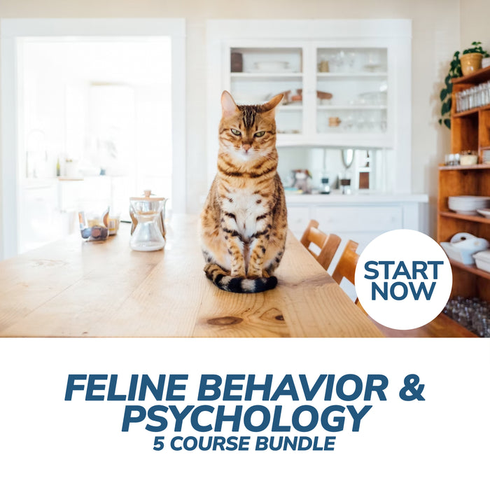 Feline Behavior and Psychology Online Bundle, 5 Certificate Courses