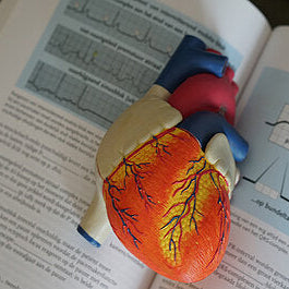 What Is Anatomy And Physiology?