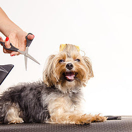 How To Become A Certified Dog Groomer