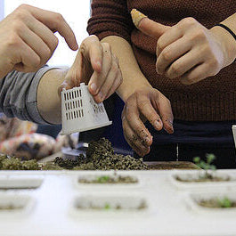 How To Grow Hydroponics Plants For Beginners