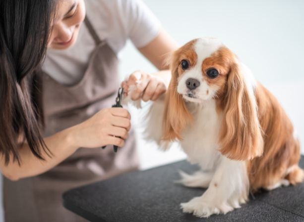 Dog Grooming Online Certification — Courses For Success