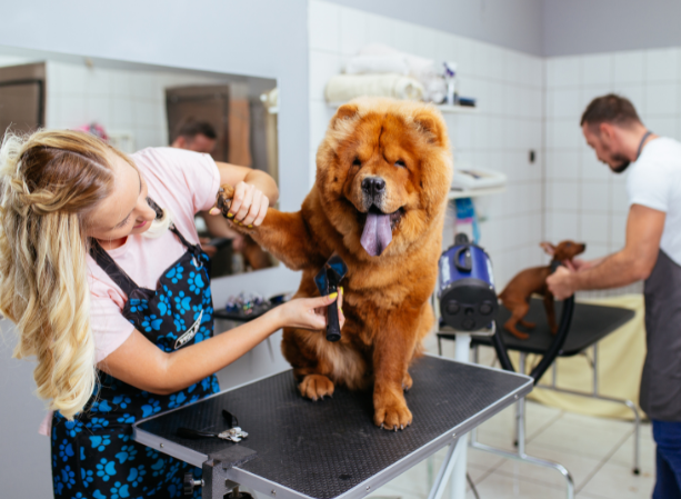 Grooming My Best Friend Pet Shop Pet Care Man's Best Friend