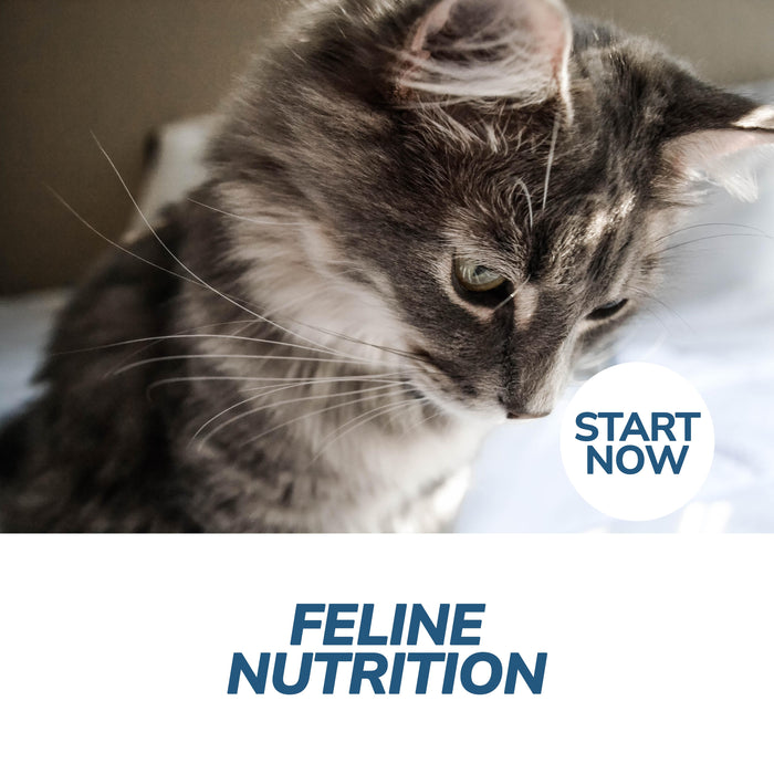 Feline Nutrition Online Certificate Course