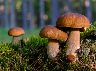 Mycology Online Certificate Course