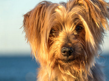 Dog Behaviour Training Online Bundle, 2 Certificate Courses