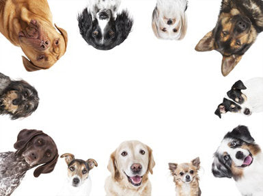 Dog Behaviour Training Online Bundle, 3 Certificate Courses