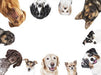 Dog Nutrition Online Bundle, 3 Certificate Courses
