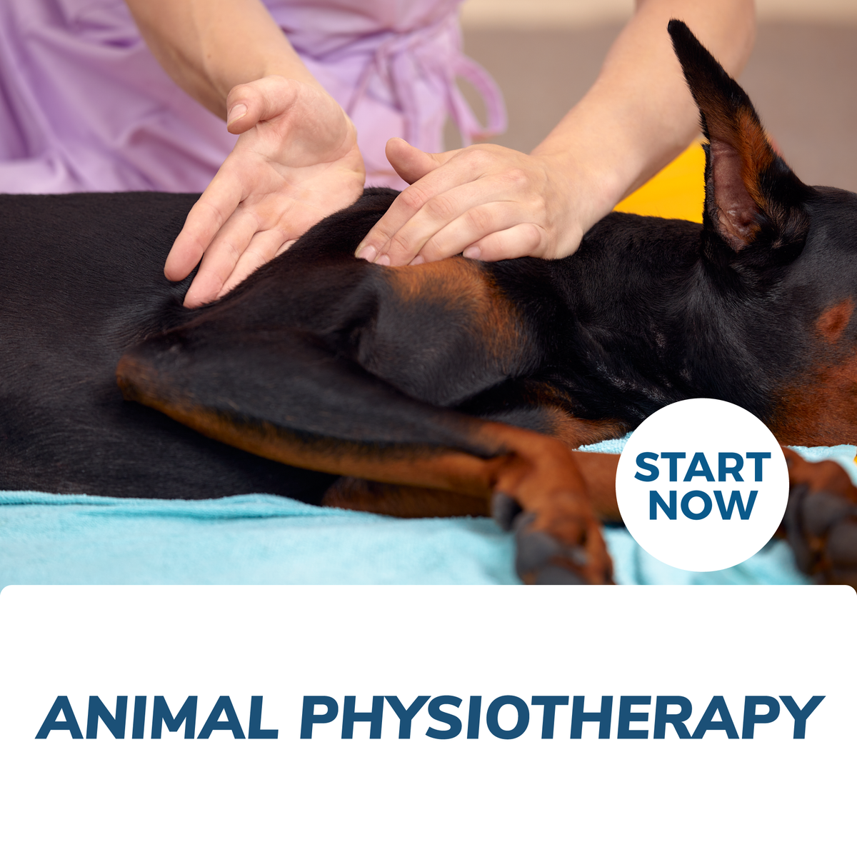 Animal Physiotherapy Training Course Online — Courses For Success