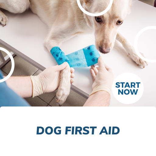 Dog First Aid Online Certificate Course