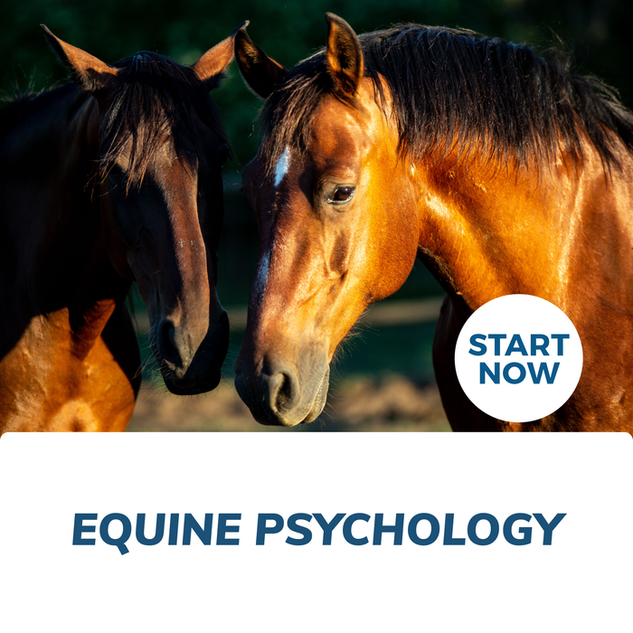 Equine Psychology Online Certificate Course