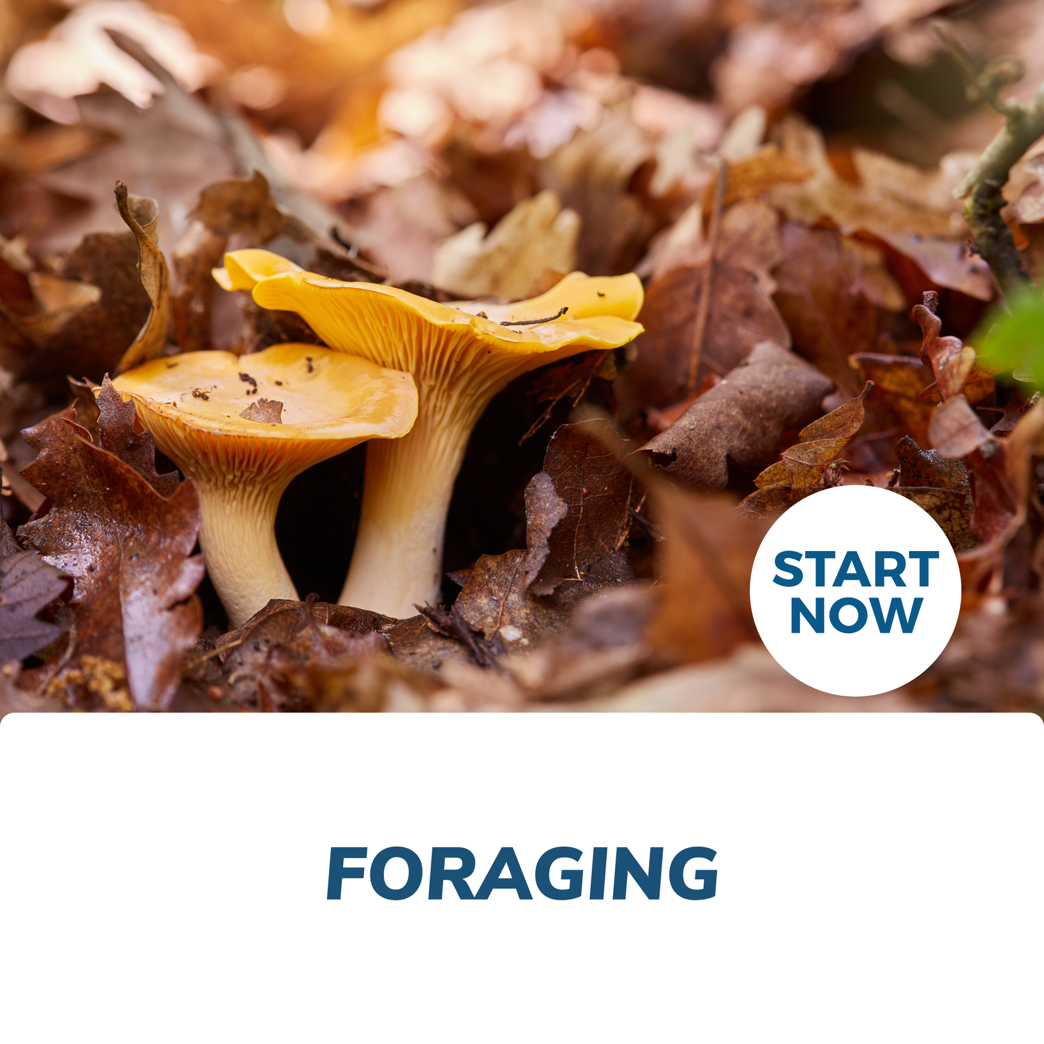 Foraging Course Certification Online