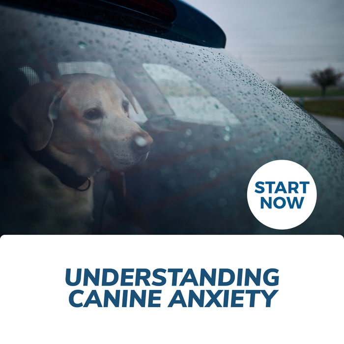 Understanding Canine Anxiety Online Certificate Course