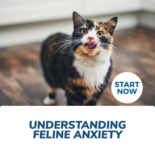 Understanding Feline Anxiety Online Certificate Course