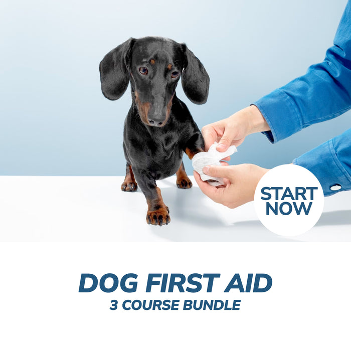 Dog First Aid Online Bundle, 3 Certificate Courses