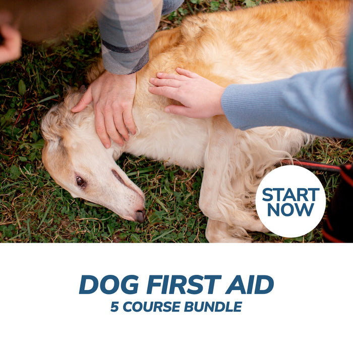 Dog First Aid Online Bundle, 5 Certificate Courses